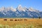 Bisons at Grand Teton National Park