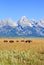 Bisons at Grand Teton National Park