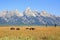 Bisons at Grand Teton National Park