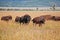 Bisons at Grand Teton National Park