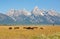 Bisons at Grand Teton National Park