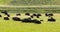 Bisons grazing in valley yellowstone national park