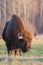 Bisons on a meadow in the Bialowieza National Park