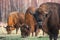 Bisons on a meadow in the Bialowieza National Park