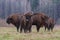 Bisons on a meadow in the Bialowieza National Park