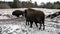 Bisons in park field in snow winter time
