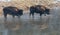 Bisons striding through shallow water