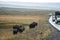 Bisons walking on grassland by vehicles moving on road in summer