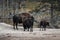 Bisons walking on thermal landscape in forest against dead trees at Yellowstone
