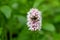Bistort (bistorta officinalis) flower