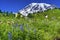 Bistort Lupine Wildflowers Paradise Mount Rainier National Park