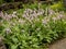 Bistort, Persicaria bistorta Superba, in full bloom