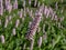 Bistort (Persicaria bistorta) \\\'Superbum\\\' flowering with soft pink flowers over clumps of rich green leave