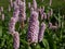 Bistort (Persicaria bistorta) \\\'Superbum\\\' flowering with soft pink flowers over clumps of rich green leave