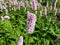 Bistort or snakeweed (Persicaria bistorta) \\\'Superbum\\\' flowering with spikes of soft pink flowers