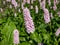 Bistort or snakeweed (Persicaria bistorta) \\\'Superbum\\\' flowering with spikes of soft pink flowers