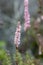 Bistorta affinis fleece flower in bloom, beautiful white purple knotweed Himalayan bistort flowering plant in the garden