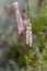 Bistorta affinis fleece flower in bloom, beautiful white purple knotweed Himalayan bistort flowering plant in the garden