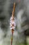 Bistorta affinis fleece flower in bloom, beautiful white purple knotweed Himalayan bistort flowering plant in the garden