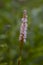 Bistorta affinis fleece flower in bloom, beautiful white purple knotweed Himalayan bistort flowering plant in the garden