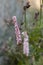 Bistorta affinis fleece flower in bloom, beautiful white purple knotweed Himalayan bistort flowering plant in the garden