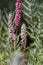 Bistorta affinis fleece flower in bloom, beautiful white purple knotweed Himalayan Persicaria bistort flowering plant in garden