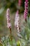 Bistorta affinis fleece flower in bloom, beautiful white purple knotweed Himalayan Persicaria bistort flowering plant in garden