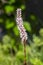 Bistorta affinis fleece flower in bloom, beautiful white purple knotweed Himalayan Persicaria bistort flowering plant in garden