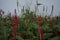 Bistorta amplexicaulis blooms in autumn. Berlin, Germany