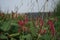 Bistorta amplexicaulis blooms in autumn. Berlin, Germany