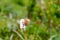 Bistorta elliptica flower with butterfly. Altai Republic, Siberia. Russia