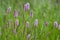 Bistorta officinalis meadow european bistort in bloom  pink meadow flowering snakeroot snakeweed plants in green grass