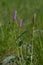 Bistorta officinalis meadow european bistort in bloom, pink meadow flowering snakeroot snakeweed plants in green grass