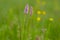 Bistorta officinalis meadow european bistort in bloom, pink meadow flowering snakeroot snakeweed plants in green grass