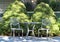 A Bistro Set on a Stone Patio in Front of Two Dwarf Pine Trees