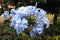 Biswanath Chariali, Assam - 15 March 2018 : A Leadwort or Plumbago & x28;Plumbago auriculata& x29; is blooming.