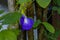 Biswanath Chariali, Assam - 16 July 2018 : An Asian pigeowings & x28;Clitoria ternatea& x29; is blooming.