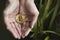 Bit coin, hands, save, plants, keep, money, finance, crypto, bitcoin, savings