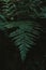 Bit of natural breath. A dark green tinge of an ideal abstract photo for the background. Ferns in a corner of untouched nature.