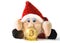 Bitcoin cryptocurrency coins and Christmas gnome toy isolated on white background. Cryptocurrency investment concept