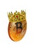 Bitcoin cryptocurrency is king wearing golden crown jewels