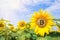 Bitcoin in the flowers of sunflower in the rays of bright sun