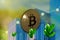 Bitcoin gold coin against industrial business green sprout background. Extraction or Mining Virtual cryptocurrency, Environment