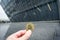 Bitcoin gold coin, Hand hold bitcoin infront of business architecture