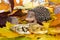 Bitcoin golden coins and hedgehog in colorful autumn leaves.