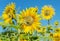 Bitcoin grows like a sunflower