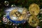 Bitcoin and a soap bubbles concept