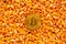Bitcoin on top of corn kernels heap