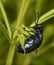 Biting midge Forcipomyia feeding on the hemolymph of the violet oil beetle, Meloe violaceus