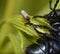 Biting midge Forcipomyia feeding on the hemolymph of the violet oil beetle, Meloe violaceus